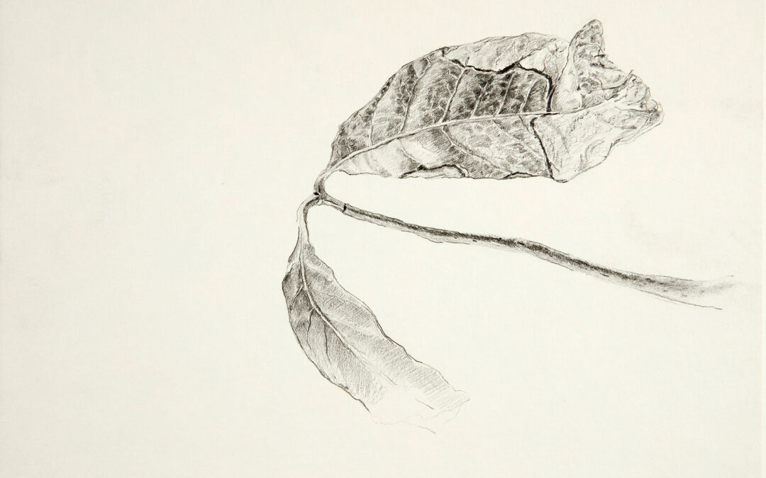 Brote de mango seco por Miguel Tadeo