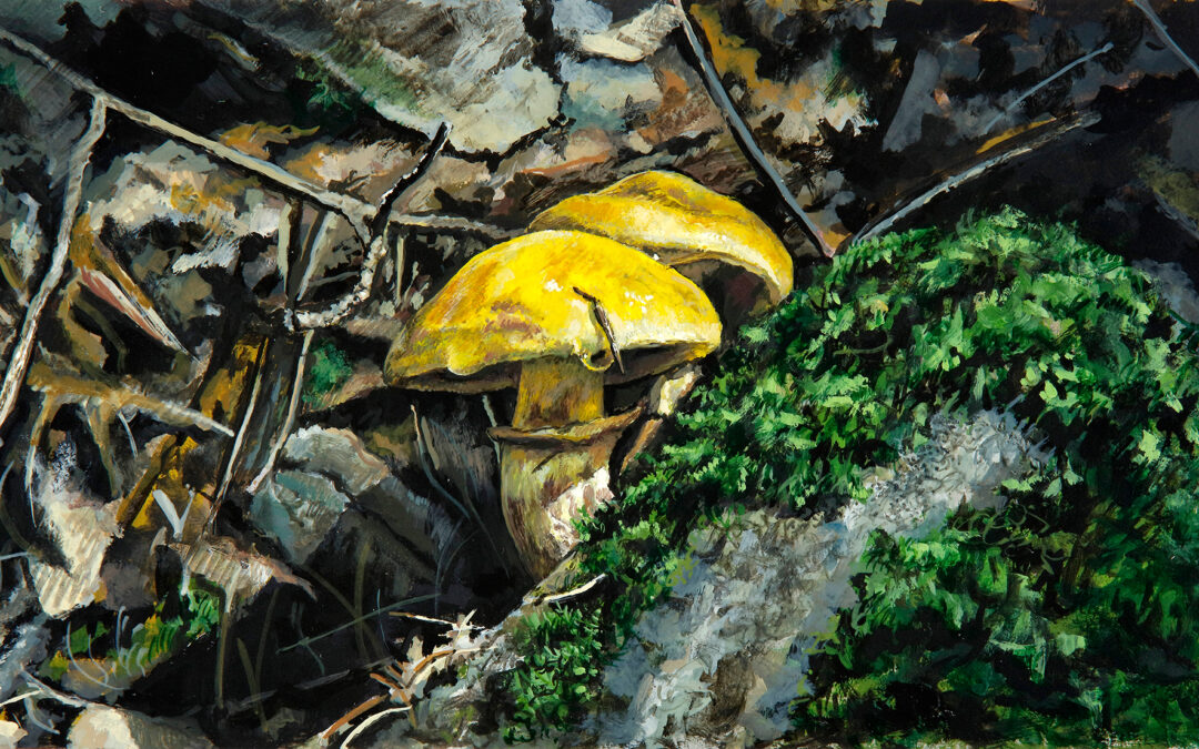 Amanita Solacium por Miguel Tadeo