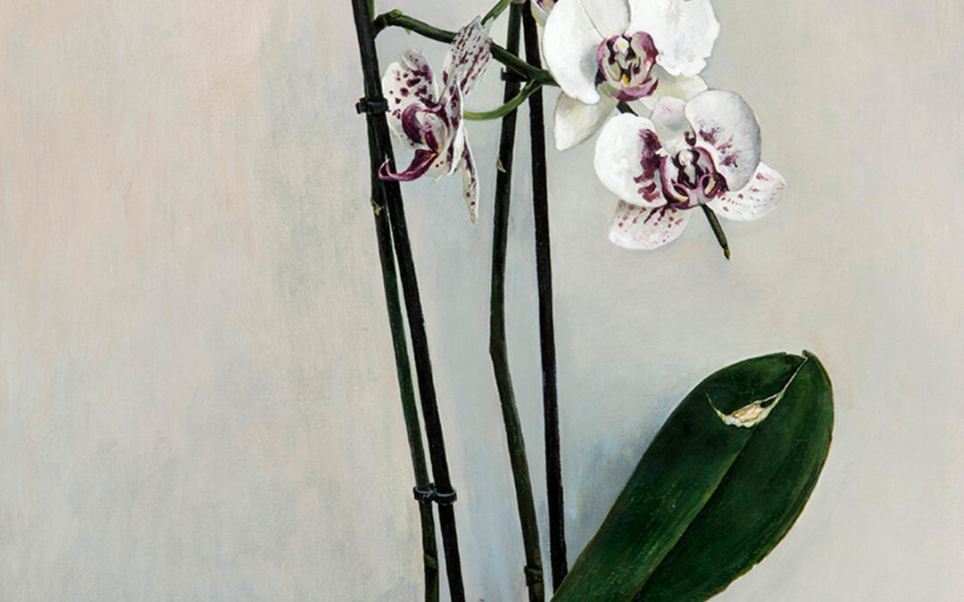 Sencillamente una orquídea por Miguel Tadeo
