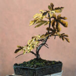 Miguel Tadeo. Bonsái II, 2021. Óleo sobre tabla.