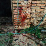 Miguel Tadeo. Libertad de corral, 2017. Óleo sobre tabla