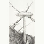 Miguel Tadeo. Seta alpina, 2018. Lápiz sobre cartón