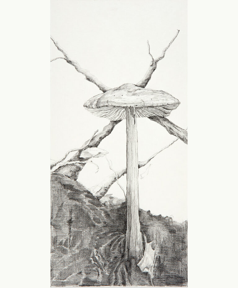 Miguel Tadeo. Seta alpina, 2018. Lápiz sobre cartón