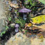 Miguel Tadeo. Amanita purpureum, 2021. Óleo sobre papel